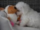 Donne chiot bichon maltais femelle