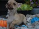 A donné chiot chihuahua beige/blanc femelle