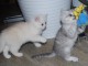  Adorables chatons persan à donner 