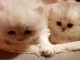 Adorables chatons british longhair à donner