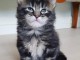Chatons type maine coon