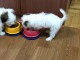 Adorables chiots Shih Tzu