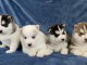 Chiots Siberian Husky Disponible de suite 