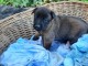 Magnifique chiots bouledogue français