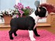 Donne chienne Boston Terrier