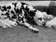 chiots dalmatiens adorable