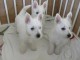 Chiots Westie tres Adorable