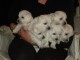 Chiots Westie tres Adorable