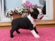 Donne chienne Boston Terrier