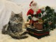 CHATONS MAIN COON DISPO DE SUITE