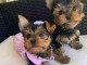 Magnifique Chiots Yorkshire terrier