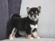 Donne joli chiot shiba inu de 2 mois