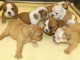 Portée Chiots Bulldog Anglais mâle et femelles