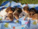 Magnifiques chiots de l