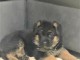 Chiots Berger allemand a donner 