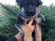 Chiots Berger allemand a donner