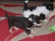 Disponible de suite Chiots Chihuahua