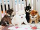 Chiots Shiba Inu en adoption 