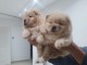 Chiots Chow Chow Magnifique