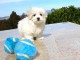 Chiot type bichon maltais de 3 mois pour adoption Pour Noel