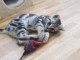 Jolis chatons tigrés en adoption
