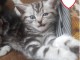 Deux chatons British shorthair tigrés