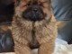 Magnifique Chiots Chow Chow A donner contre bon soin 