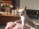 Chien (chiwawa) Disponible de suite