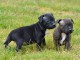 Magnifique chiot  staffordshire bull terrier