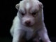 chiot disponible à la reservation 