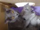 Chatons Chartreux Disponible 