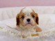 Donne Chiots Cavalier King Charles 