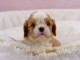 Donne Chiots Cavalier King Charles