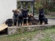 Chiots Berger Allemand 100% lign?es de Travail