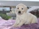 Donne chiot type Golden Retriever Pour Noel