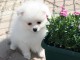 A Donner Superbe Chiot SPITZ ALLEMAND Blanc Pour Noel