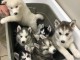 Adorable chiots de type husky sibérien a donner