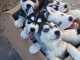 Adorable chiots de type husky sibérien a donner