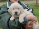 A DONNER Magnifique Chiot Golden Retriever Pure Race Pour Noel