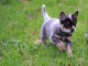 Chiot Bouvier australien pedigré a donner pour noel