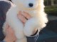 Chiots samoyede femelle a donner pour noel