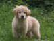 chiots golden retriever lof a donner pour noel