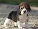 chiot Beagle LOF a donner pour noel