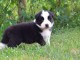 chiots Border collie lof a donner pour noel