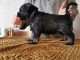 chiots Schnauzer lof a donner pour NOEL