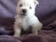 chiot Westie lof a donner pour NOEL