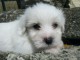 Chiot coton de tulear LOF a donner pour noel