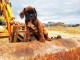 chiot Boxer femelle et mâle a donner pour noel