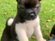 chiot Akita Américain lof a donner pour noel