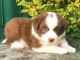 chiots Border collie lof a donner pour noel